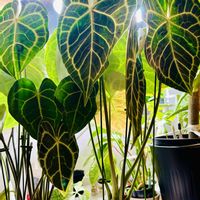 アンスリウム,アンスリウム クラリネルビウム,森林浴,熱帯植物,癒しの空間の画像