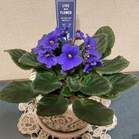 セントポーリア,セントポーリア ステファニー,GS映え,GS日和,小さな庭の画像