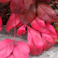 オタフクナンテンの画像