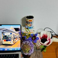 アネモネ,スカビオサ,リューココリーネの画像