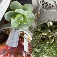 グリーノビア,ピンクローズ,アエオニウム,グリーノビアピンクローズ,アエオニウムピンクローズの画像