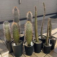 フクジュソウ,パキポディウム,パキポディウム・ラメリー・フィフェレネンセ,福寿草,パキポディウム・ラメリーの画像