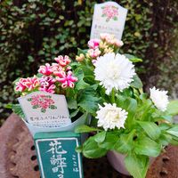 ウスネオイデス,ウスネオイデス・細葉,チロリアンデージー

￼￼,プリムラ星咲きふくりんりん,購入記録の画像