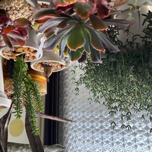 ケラリアナマクエンシス,つぶつぶ,珍奇植物,南アフリカ,マクナエンシスの画像