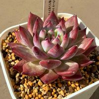 水やり,多肉のある暮らし,多肉の土,タニラー,玄関多肉の画像