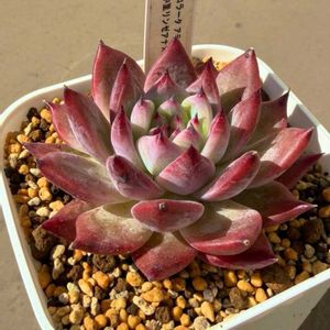 水やり,多肉のある暮らし,多肉の土,タニラー,玄関多肉の画像