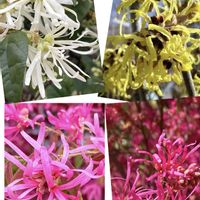 トキワマンサク,ベニバナトキワマンサク,シナマンサク,キバナマンサク,今日のお花の画像