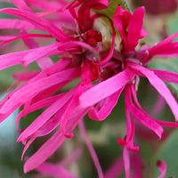 マンサク,トキワマンサク,シナマンサク,散歩中,今日のお花の画像