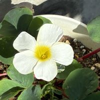 クリスマスローズ,クンシラン,オキザリス白,お休みなさい。の画像