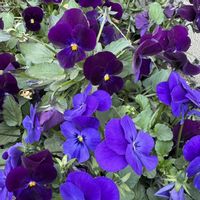 ビオラ,馬酔木(アセビ）の画像