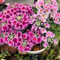 サクラソウの画像