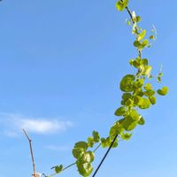 亀甲竜,亀甲竜,塊根植物,土曜はお空の発表会,バルコニー/ベランダの画像