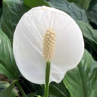 スパティフィラム,お出かけ先にての画像