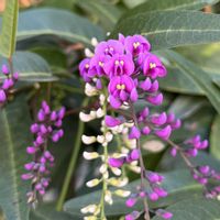 ハーデンベルギア,ハーデンベルギア（小町藤）の画像