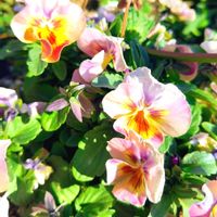 アリッサム,ウメ,クローバー,クローバー,ネメシアの画像