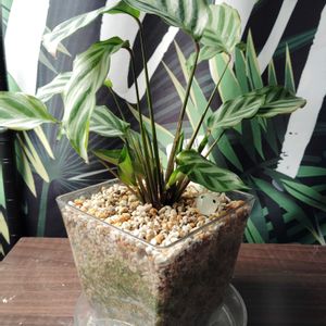 カラテア,育成ライト,カラテア　フレディ,観葉植物,初心者の画像