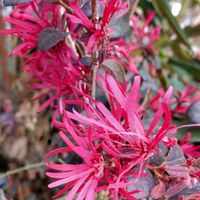 マンサク,トキワマンサク,ベニバナトキワマンサク,つぼみ！！,花のある暮らしの画像