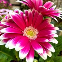 ガーベラの画像