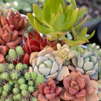 火祭り,虹の玉,多肉植物いろいろ,多肉葉挿し,リトルフロッジーの画像