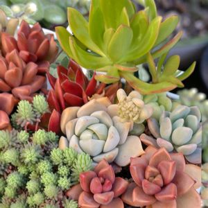 火祭り,虹の玉,多肉植物いろいろ,多肉葉挿し,リトルフロッジーの画像