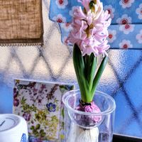 サンスベリア,ヒヤシンス,ヒヤシンス 水耕栽培,ガーデニング,ナチュラルガーデンの画像