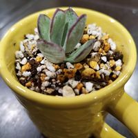 月兎耳,オルビキュラータ,多肉植物,神戸っ子だョ‼️全員集合,ラン・ララ〜ん♡♡の画像