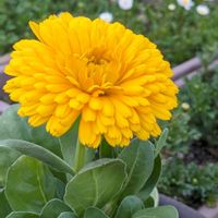 キンセンカ,種まきっ子,綺麗の画像