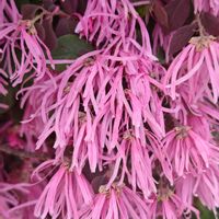 マンサク,トキワマンサク,花のある暮らし,花自慢,春はすぐそこの画像