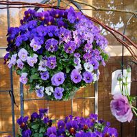 よく咲くスミレ,寄せ植え,ハンキング,ブルーの花,紫色の花の画像