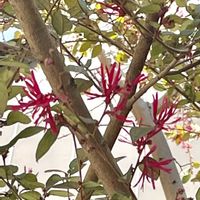 ベニバナトキワマンサクの画像