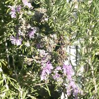 ローズマリーの画像