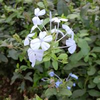 ルリマツリ,ルリマツリの画像