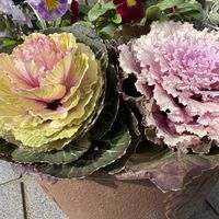 スイセン,スイセン,ビオラ,水仙,水仙の画像