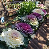 エキウム,ジャガイモ,ハボタン,葉牡丹,ホワイトレースフラワーの画像