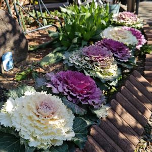 エキウム,ジャガイモ,ハボタン,葉牡丹,ホワイトレースフラワーの画像