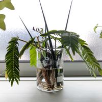 エバーフレッシュ,挿し木,今日の一枚,おうち園芸の画像