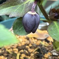 ガーデニング, クリスマスローズ,オリジナル交配種,クリスマスローズ交配,庭の画像