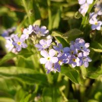 コデマリ,シバザクラ,ワスレナグサ,オステオスぺルマム,ミオソティス モナミの画像