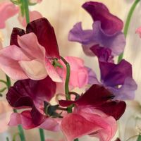 スイートピーの画像