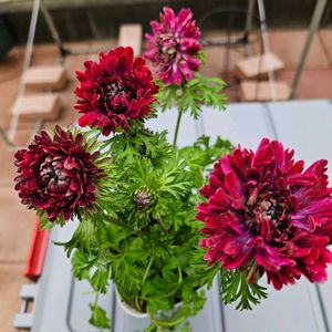 アネモネ　アメジスト,鉢植え,明るい日陰,プランター,ガーデニング初心者の画像