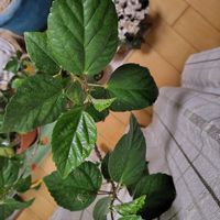 ハイビスカス,オリヅルラン,ヒポエステス,リビング・ダイニングの画像