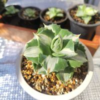 アガベ,王妃雷神白中斑,ベランダの画像