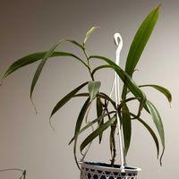 ウツボカズラ,サラセニア ルブラ,ネペンテス・アルボマルギナータ,ネペンテス・アルボマルギナータ,アルボマルギナータの画像