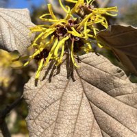 シナマンサク,シナマンサクの冬芽葉痕,交雑種のマンサク,交雑種の冬芽葉痕,日本固有種のマンサクの冬芽葉痕の画像