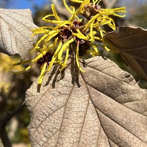 シナマンサク,シナマンサクの冬芽葉痕,交雑種のマンサク,交雑種の冬芽葉痕,日本固有種のマンサクの冬芽葉痕の画像
