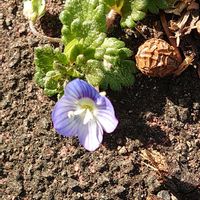 オオイヌノフグリ,紅梅,ツワブキの綿毛,けーpic祭,隙間に咲く花の画像