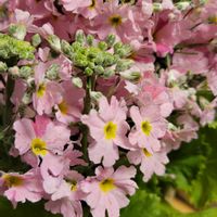 プリムラ マラコイデスの画像