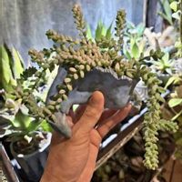 セダム,ビア ホップ,多肉植物,観葉植物の画像