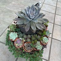 多肉植物,癒し,福岡,プランター栽培,ガレージの画像