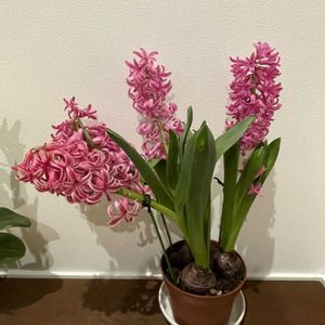 チューリップ,チューリップ,ヒヤシンス,ヒヤシンス,ミニ胡蝶蘭の画像